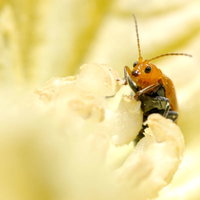 かぼちゃの花にウリハムシの写真