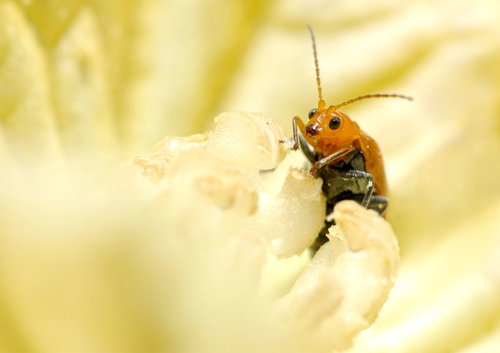黄色いかぼちゃの花にとまるウリハムシの接写
