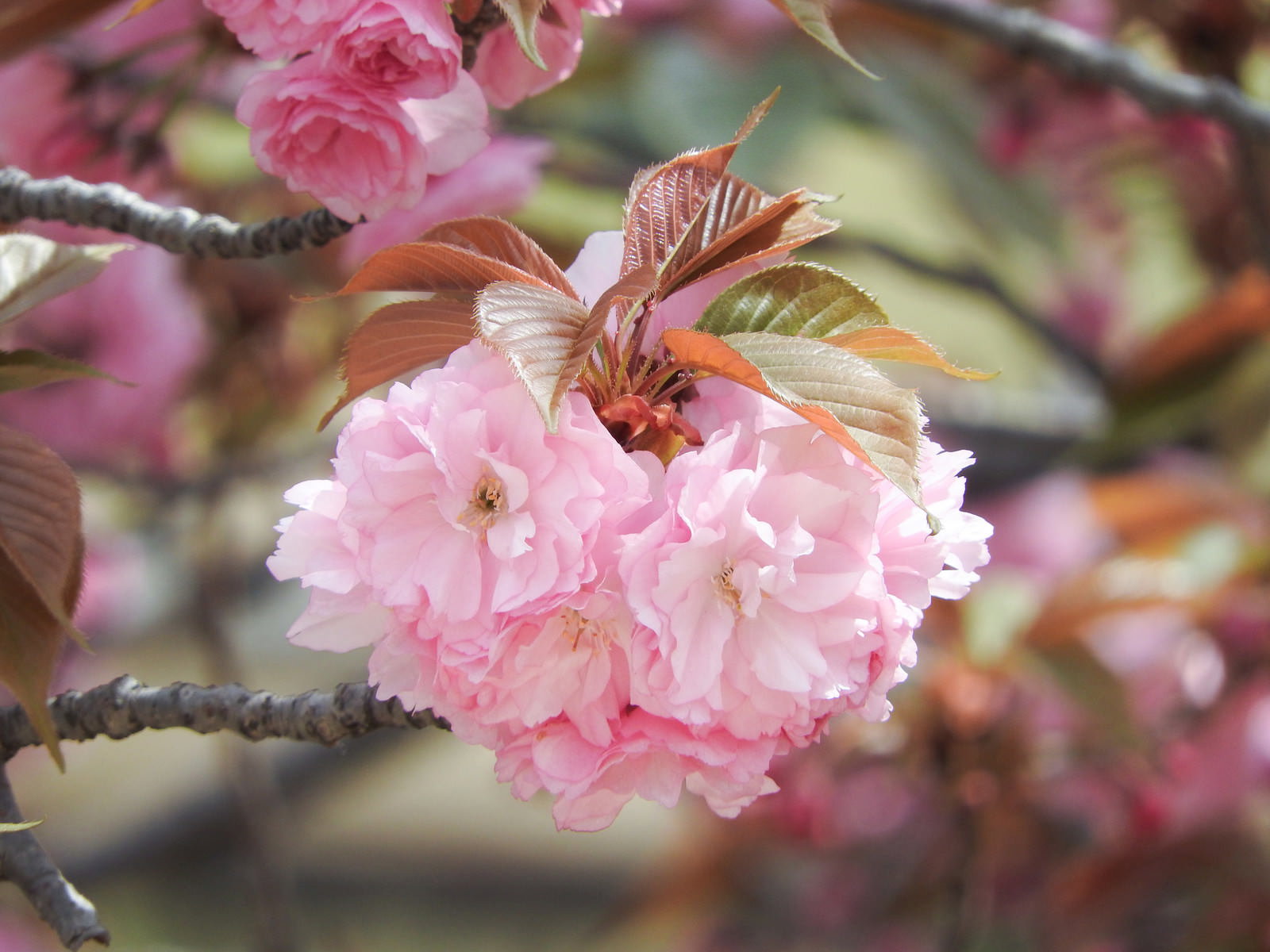 ピンクの八重桜の花と赤みを帯びた若葉が咲く枝