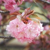 ピンク色の八重桜の花弁と赤みを帯びた若葉のコントラストの写真