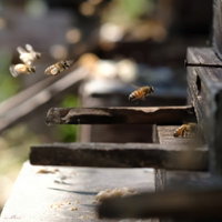 働き蜂が巣箱に帰ってくる様子を捉えた養蜂風景の写真