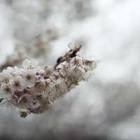 今にも朽ちゆく彼岸桜の淡いピンクの花と蕾の写真