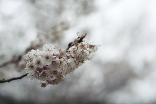 今にも朽ちゆく彼岸桜の淡いピンクの花と蕾