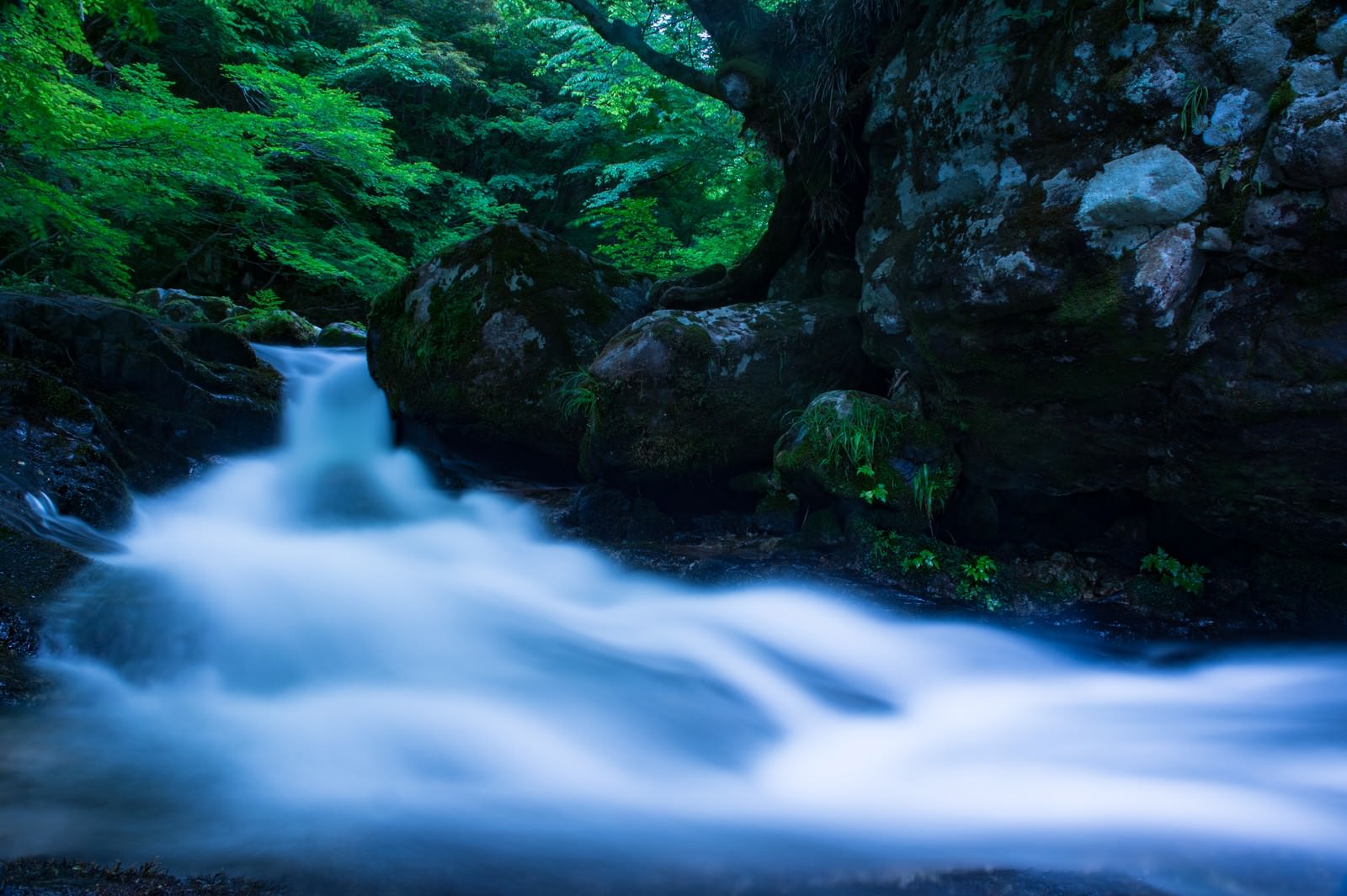 苔むした岩の間を流れる白賀渓谷の美しい水流