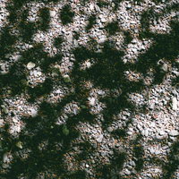 白い砂利と苔が交互に広がる枯山水の庭園、木漏れ日と影が織りなすの写真