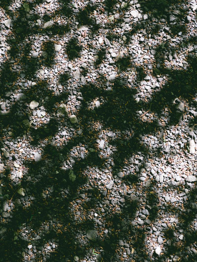 白い砂利と緑の苔が交互に配置された日本庭園の枯山水