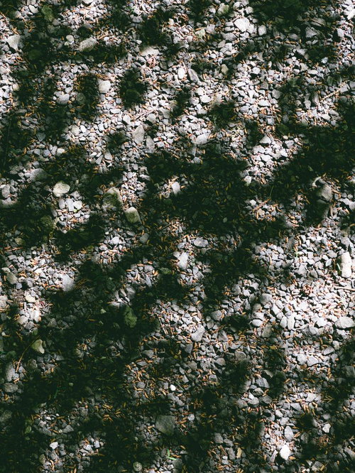 白い砂利と苔が交互に広がる枯山水の庭園、木漏れ日と影が織りなす