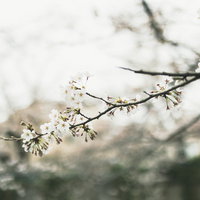 開花はじめの淡いピンクの桜の枝 春の季節の写真