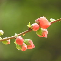 春を彩る木瓜の蕾の写真