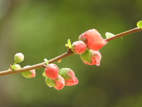春を彩る木瓜の蕾