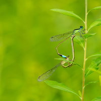 緑の茎にとまるアオモンイトトンボの生態観察の写真