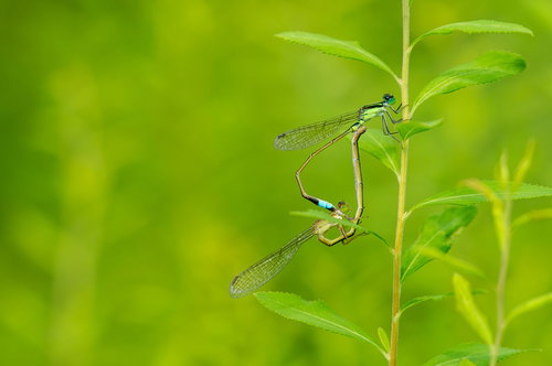 緑の茎にとまるアオモンイトトンボの生態観察