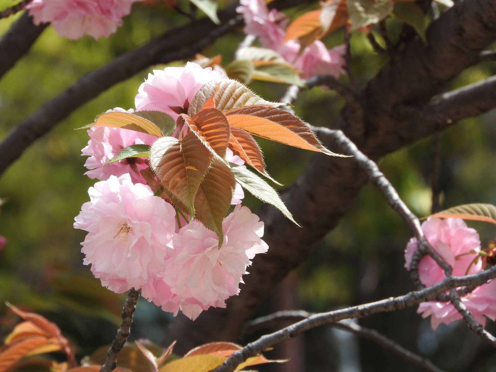 淡いピンク色の八重桜の花が枝に満開に咲いている様子