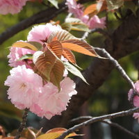 八重桜の花と枝が満開に咲く春景色、淡いピンク色の花弁と緑の葉の写真