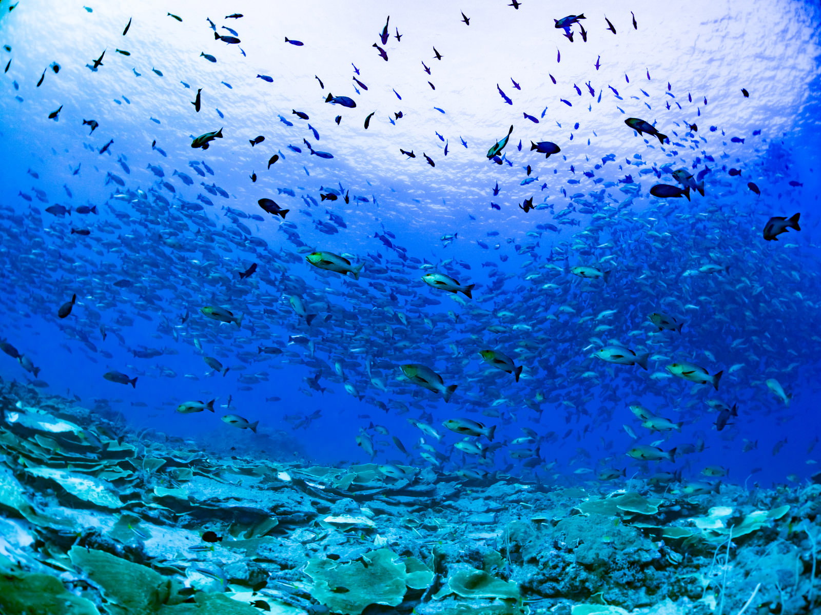 青い海中で産卵のために群れを成して泳ぐバラフエダイの魚群