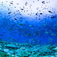 産卵のために集まり始めたバラフエダイの魚群の写真