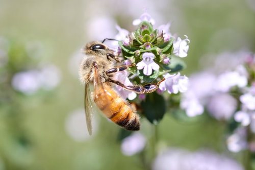 白いハーブの花から吸蜜するセイヨウミツバチの働き蜂
