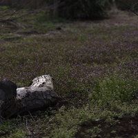 草が生い茂った原っぱに横たわる古い朽ち木と丸太の写真