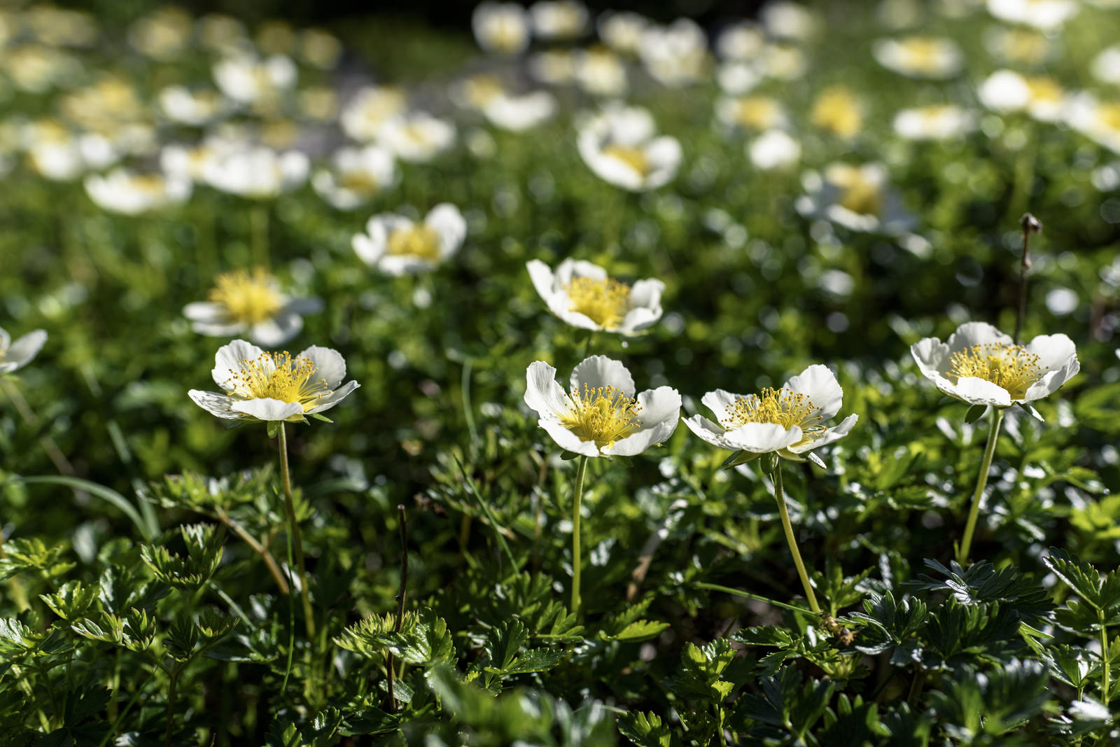 緑の葉の中に白い花びらと黄色い中心の小さなチングルマの花が咲いている