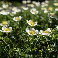 大雪山の旭岳に咲くチングルマの群生、白い花と黄色い中心部の写真