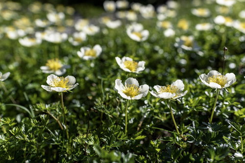 大雪山の旭岳に咲くチングルマの群生、白い花と黄色い中心部