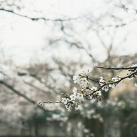開花した桜の枝、5分咲きの春景色、白い花びら咲く季節風景の写真