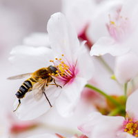 桜の花にとまるアシブトハナアブの写真