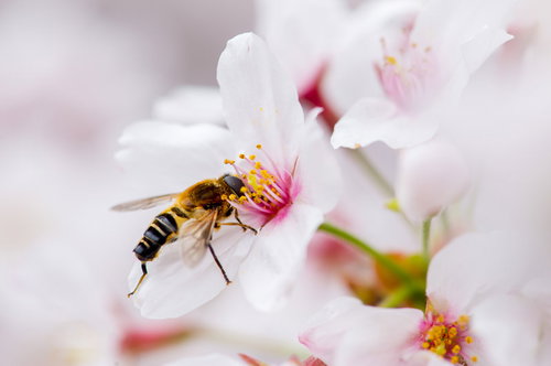 桜の花で蜜を吸うアシブトハナアブの接写・マクロ撮影