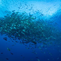 産卵のために海中に集まるバラフエダイの群れの写真