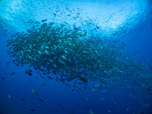 産卵のために海中に集まるバラフエダイの群れ