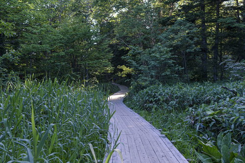 100名山・尾瀬の燧ヶ岳を望む整備された木道