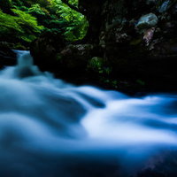 ハーブの花で蜜を集めるミツバチの写真