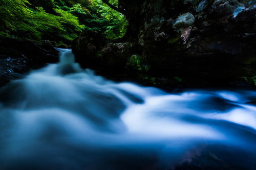 ハーブの花で蜜を集めるミツバチ