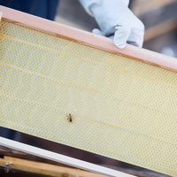 新しい養蜂用の蜜板と巣箱の内検作業の写真