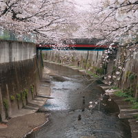 石神井川沿いの満開の桜並木の写真