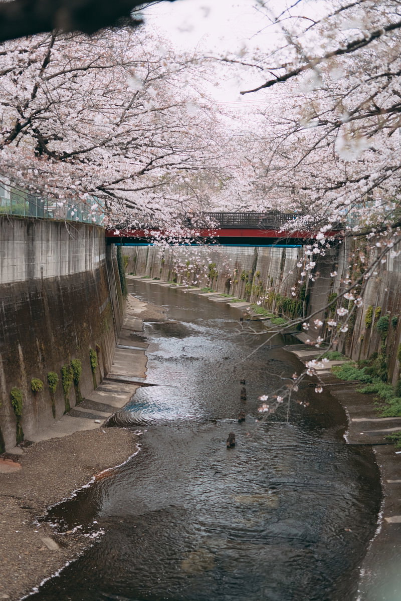 石神井川沿いに満開の桜並木が咲き誇る春の風景