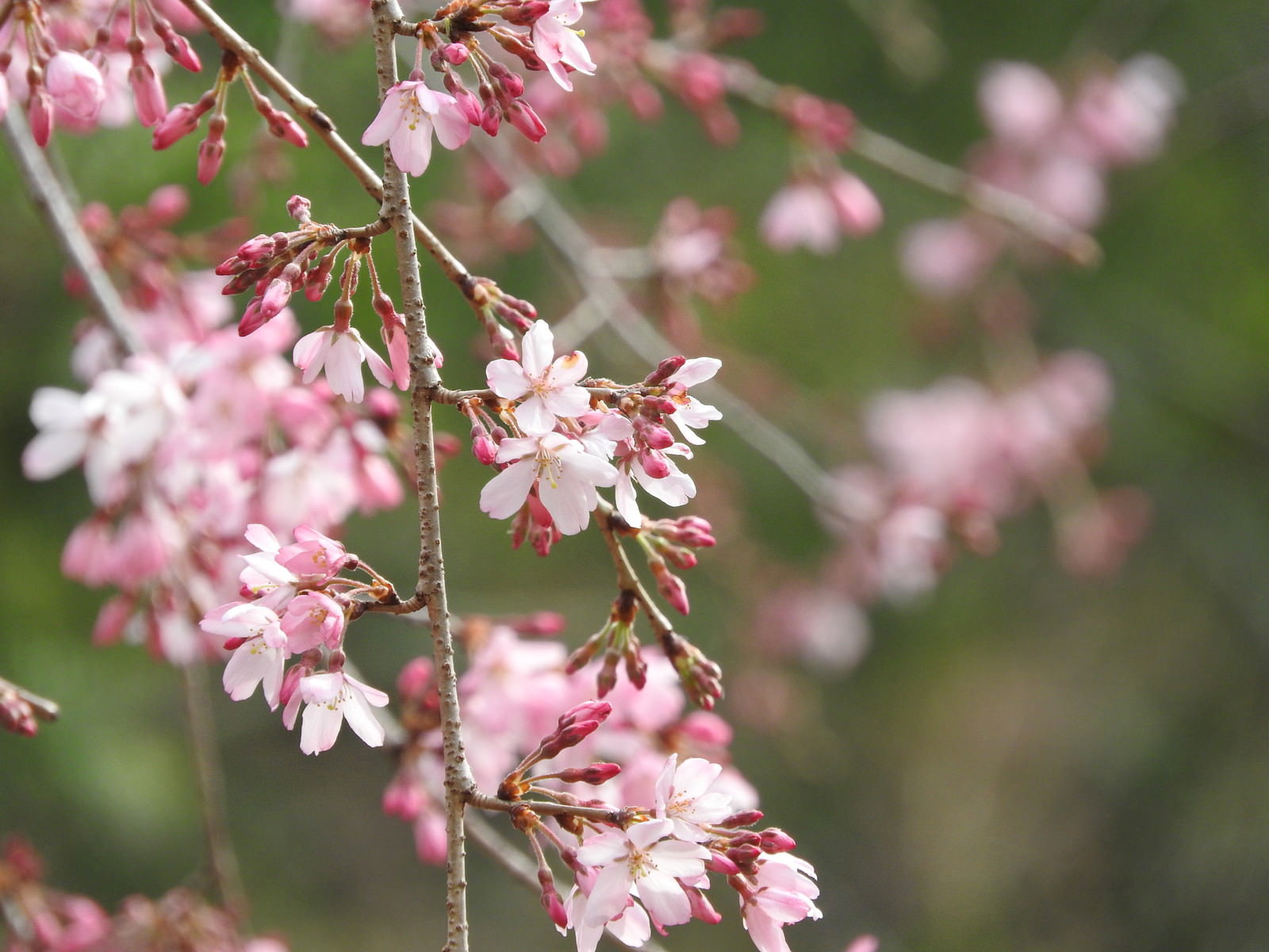 淡いピンクの花を咲かせる枝垂れ桜の枝が画面に広がる