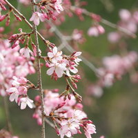 淡いピンク色に咲く枝垂れ桜の春風景の写真