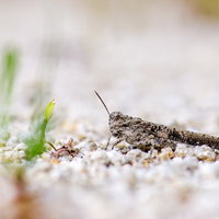 地面に溶け込む擬態するイボバッタの砂礫地での生態の写真