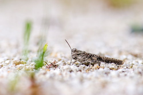 地面に溶け込む擬態するイボバッタの砂礫地での生態