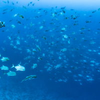 眼前に群れるロウニンアジの魚群、スキューバダイビングで撮影した迫力ある水中シーンの写真