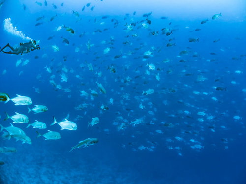 眼前に群れるロウニンアジの魚群、スキューバダイビングで撮影した迫力ある水中シーン