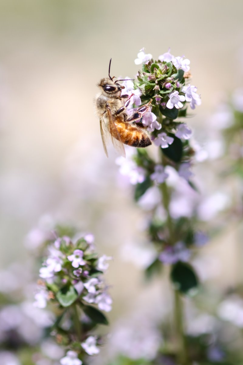 白いハーブの花から蜜を吸っている蜜蜂のクローズアップ