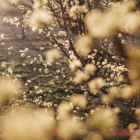 光り輝く山茱萸（サンシュユ）の開花時期の景観の写真