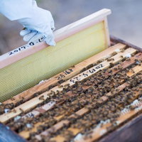 新しい蜜板を巣箱に入れる養蜂作業で蜜蜂の飼育管理を実施の写真