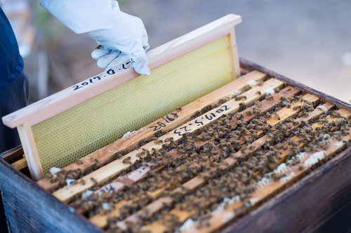新しい蜜板を巣箱に入れる養蜂作業で蜜蜂の飼育管理を実施