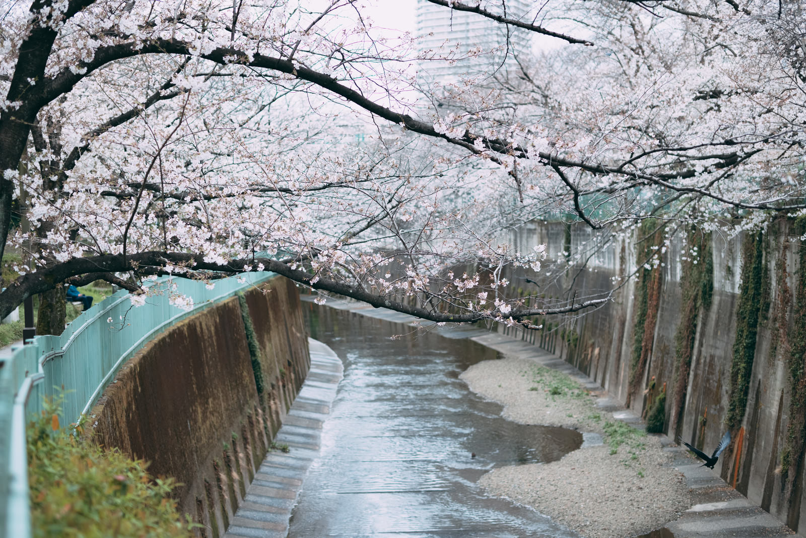 石神井川に向かって伸びる満開の桜の枝と青緑色の欄干
