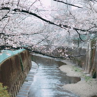 石神井川に伸びる満開の桜の枝と青緑色の欄干の写真