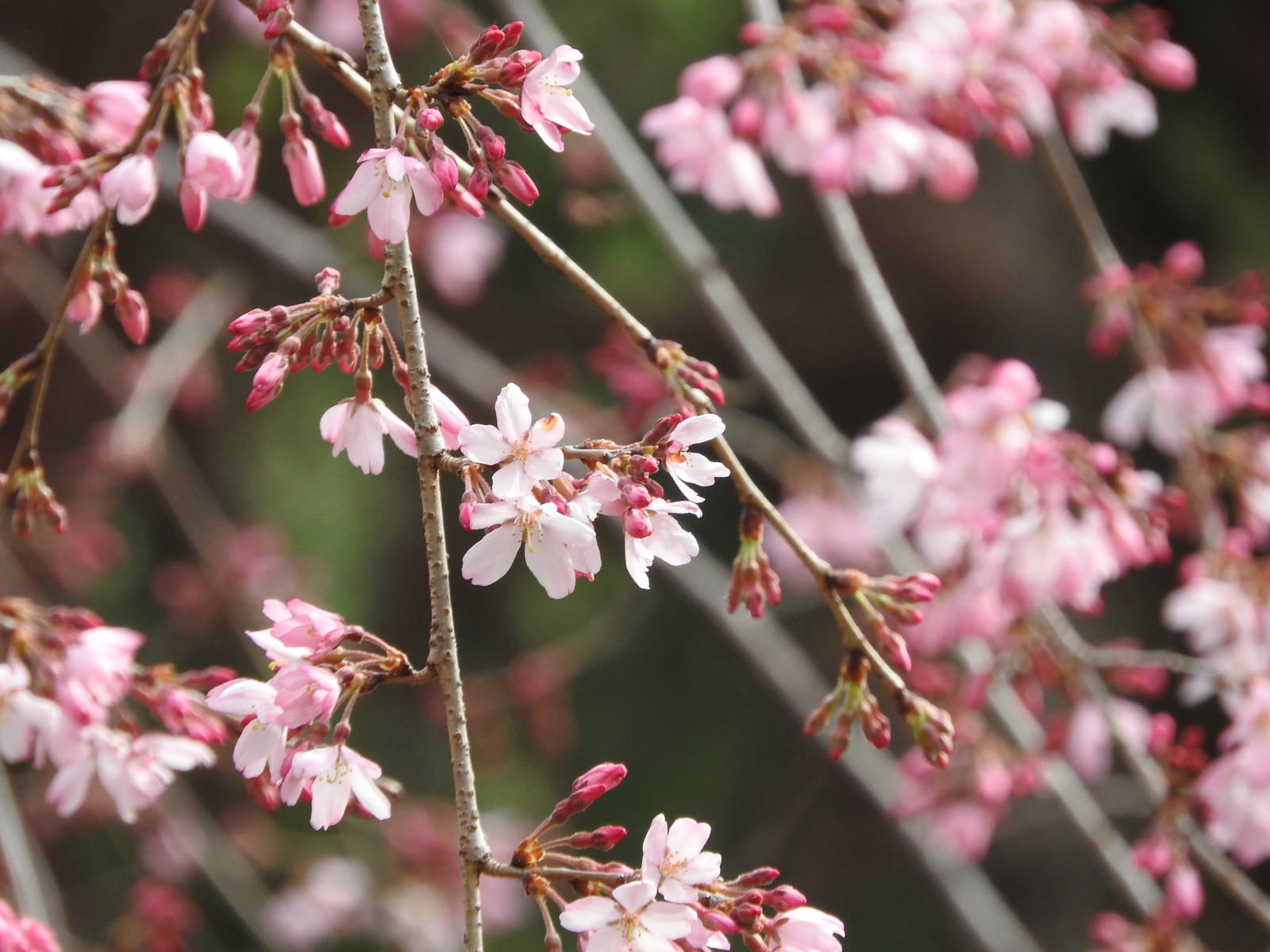 淡いピンク色の花を咲かせた枝垂れ桜の枝