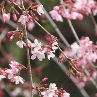 淡いピンク色に咲く枝垂れ桜の写真